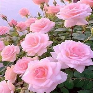 Pink Rose Plant | Gulabi Gulab ka paudha |